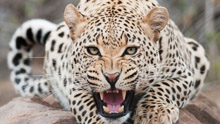 Леопард, хищное животное