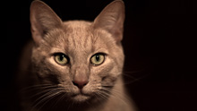 Каштановая кошка