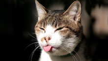 Кошка показывает язык