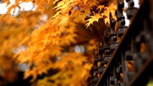 Осень, желтые листья