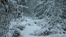 Зима, снег, лес