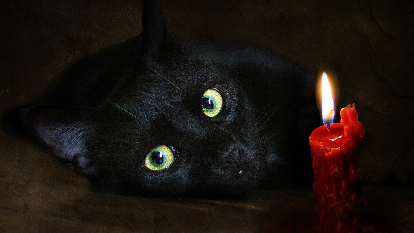  Сжигание кошек унесло 40 млн человеческих жизней 