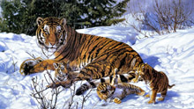 John Banovich - Тигры